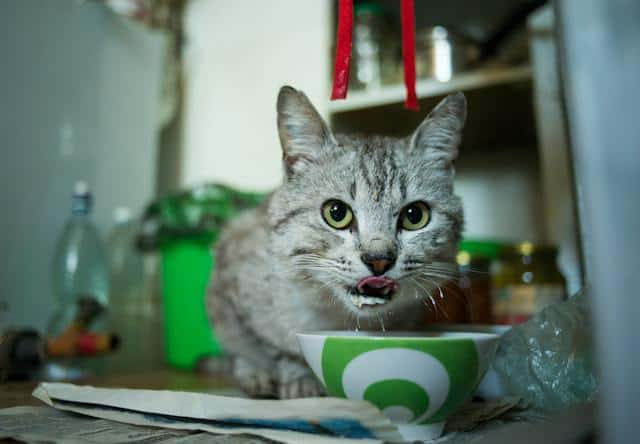 can cats eat kiwi