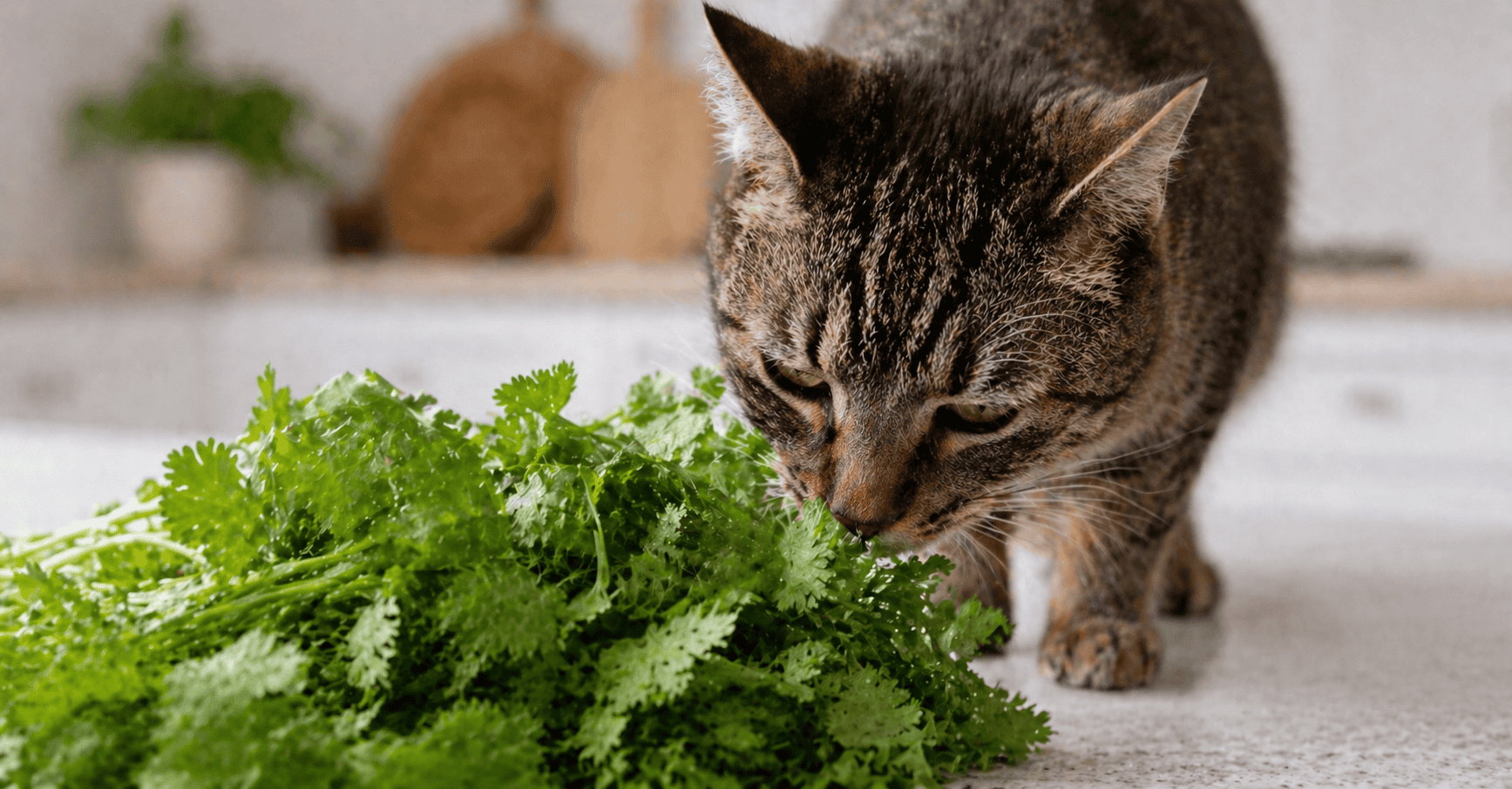 A curious cat sniffing a bunch of fresh green cilantro, illustrating a common household interaction between pets and garden herbs.
