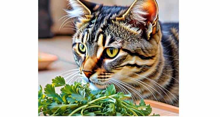 is cilantro bad for cats