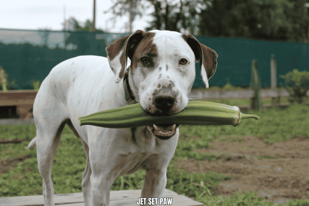 Can dogs have okra