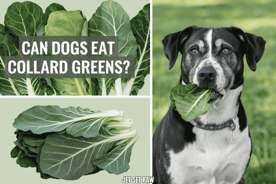 can dogs eat collard greens