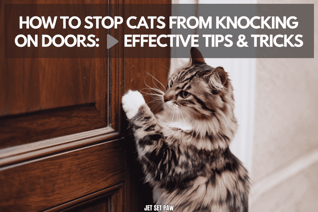 how to stop cats from knocking on door