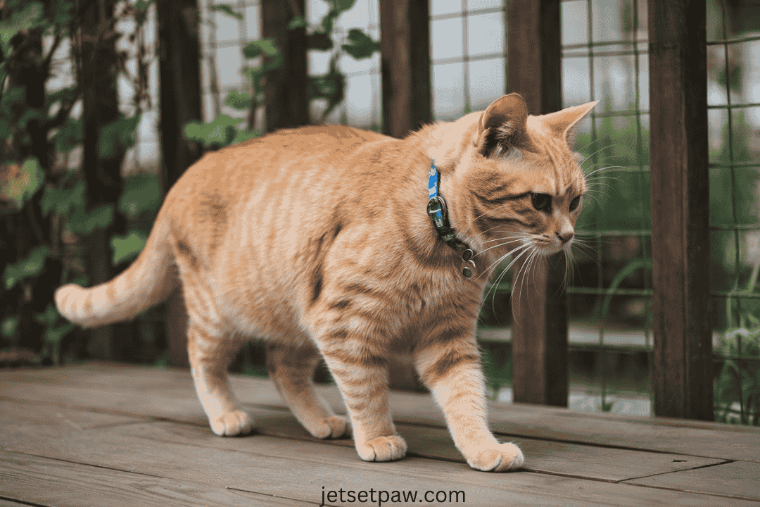 what color collar for orange cats